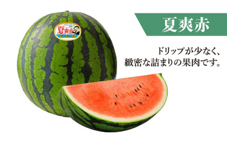 【どれが届くかな？】面高すいか 約6kg 1玉 ＜太田幸男＞ [CCN016]