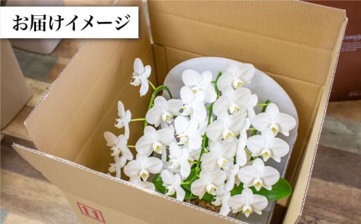 【3回定期便】【贈答用にも】胡蝶蘭 ミディ 白 ＜花工房るふらん＞ [CCR038]