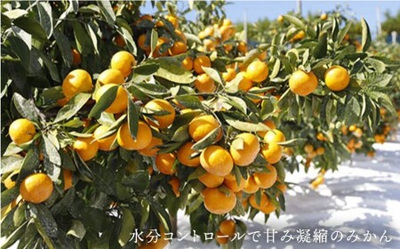 【11月下旬より配送】【秀】原口みかん 約8kg（傷み保証分300g含む）＜川添みかん園＞ [CCT003] みかん ミカン 柑橘 西海みかん 西海 贈答 ギフト 贈り物