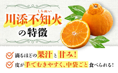 【3月より順次発送】【春柑橘】不知火（しらぬい）約6.5～7kg＜川添みかん園＞ [CCT010] みかん