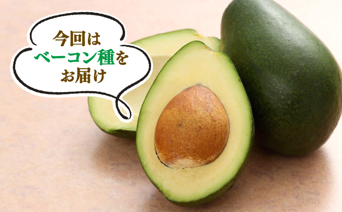 【☆先行予約☆】西海市産アボカド2個（計500～600g）＜原口果樹園＞ [CCW011]  長崎 西海 アボカド あぼかど 野菜 アボカド 健康 スムージー 栄養 贈答 ギフト