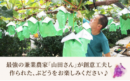 【数量限定】【甘い！】ナガノパープル 約1kg（2房） ＜山田敦義＞ [CCX003]