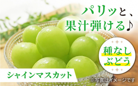 【数量限定】 【訳あり】 詰め合わせ赤白セット（サニードルチェ・シャインマスカット）約2kg（5～6房）＜山義田敦義＞ [CCX008]