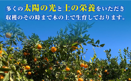 【数量限定】【11月下旬より発送】原口みかん 約5kg ＜Da・IWASAKI FARM＞ [CCZ004]