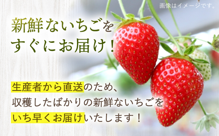 【先行予約】ゆめのか 苺 計2kg（250g×8パック）＜川原農園＞ [CDR010]  長崎 西海 いちご 苺 イチゴ 贈答 ギフト