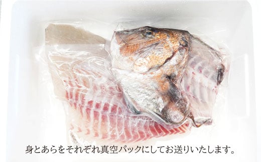 ※配達日時指定必須※【まぁ、キレイなサクラ色！】養殖タイ 1.5～1.8kg＜小山水産＞ [CDZ003]
