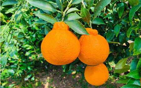 【3月下旬より発送開始】【贈答用にも♪】屋根かけ完熟 不知火 約5kg＜中尾果樹園＞ [CEL003] みかん