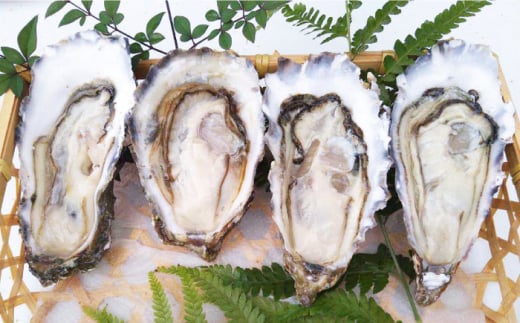 【数量限定】西海ブランド牡蠣 「ハマボウ」 約3kg（60～70個）（小サイズ）＜ハマフジ水産＞ [CES003]