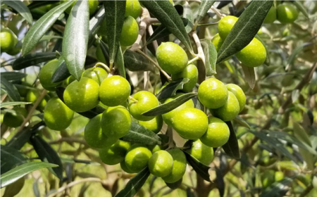 【西海市産オリーブ100％使用】【2025年産】エキストラバージンオリーブオイル ＜西海オリーブ山口＞ [CFJ001]