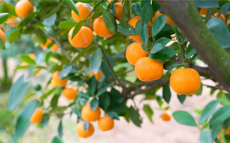 【高島屋選定品】【九州屋】【先行予約】原口 みかん 3kg（S～Lサイズ）限定数100 ＜高島屋＞ [CFQ055]