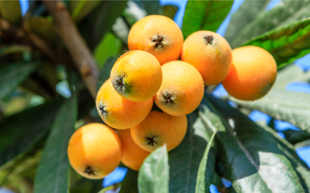 【高島屋選定品】【先行予約】九州屋 茂木 びわ 400g（ Lサイズ 12粒入）＜高島屋＞ [CFQ060]