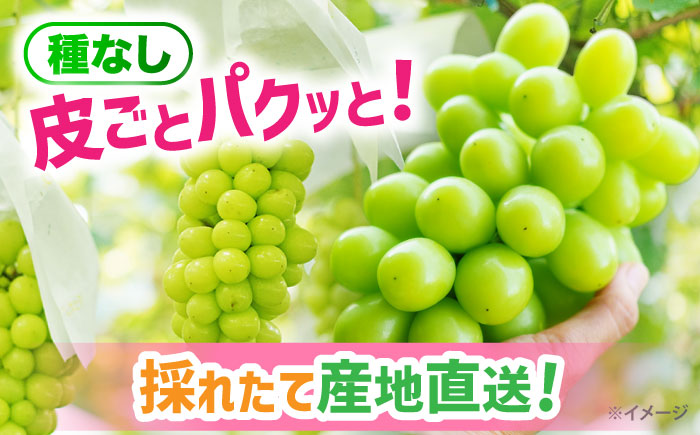 【2025年9月発送】 シャインマスカット 約2kg（3～4房）大粒 皮ごと 種なし＜濱崎農園＞ [CGN006]