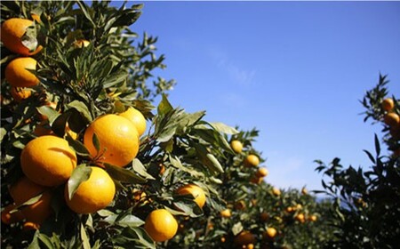 【ご家庭用】 はれひめ 約4kg（サイズ混合）＜広津農園＞ [CBN003] 長崎 西海 みかん ミカン 蜜柑 オレンジ