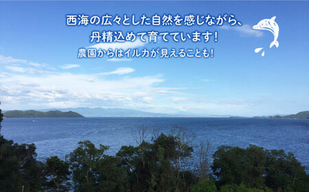 【TVで話題！】【☆先行予約☆】青切りシークワーサー2kg（110～150個）＜広津農園＞ [CBN011]