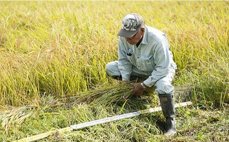 【2025年10月より発送】【木村式自然栽培】玄米 ヒノヒカリ ５kg＜ハマソウファーム＞ [CBR006]