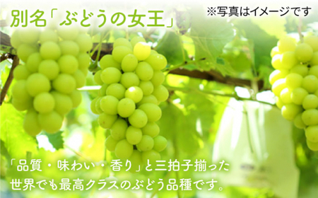 【訳あり小房】シャインマスカット2～3房（約1～1.5kg） [CCE009] シャインマスカット マスカット ぶどう