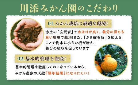 【3月より順次発送】【春柑橘】不知火（しらぬい）約3.5～4kg＜川添みかん園＞ [CCT009] みかん