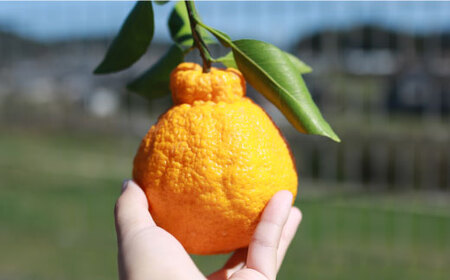 【☆先行予約☆】糖度13～15度！ハウス木成完熟デコポン（不知火）約3kg＜原口果樹園＞ [CCW005] みかん