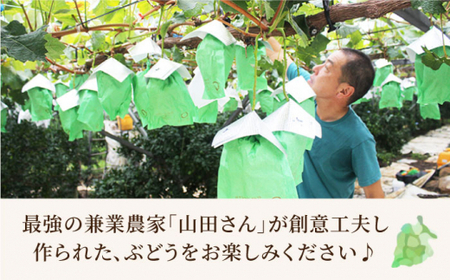 【数量限定】 【訳あり】 【糖度18以上！】シャインマスカット「西海シャイン物語」約2kg（5～6房）＜最強の兼業農家山田さん＞ [CCX006]
