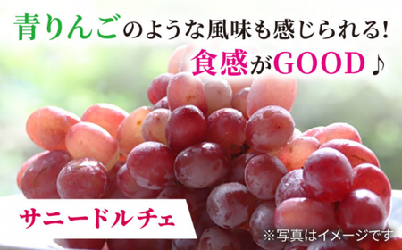 【数量限定】 【訳あり】 詰め合わせ赤白セット（サニードルチェ・シャインマスカット）約2kg（5～6房）＜山義田敦義＞ [CCX008]