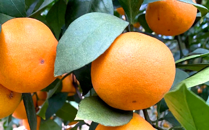 みかん【年内配送】【訳あり】 原口みかん 約 5kg（S～Mサイズ混合） ＜山口果樹園＞ [CCX009] みかん ミカン 蜜柑 柑橘 みかん 温州みかん 訳あり 傷 みかん 産地直送 フルーツ 果実 果物 傷あり 不揃い あまい ビタミン 旬