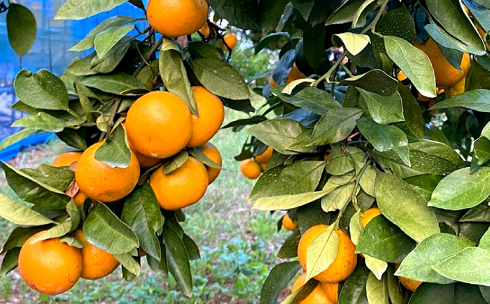 みかん 原口みかん 約 5kg（S～Mサイズ混合） ＜山田果樹園＞ [CCX010] みかん ミカン 蜜柑 柑橘 みかん 温州みかん 贈答 みかん 産地直送 フルーツ 果実 果物 贈答用 あまい ビタミン  旬 5kg