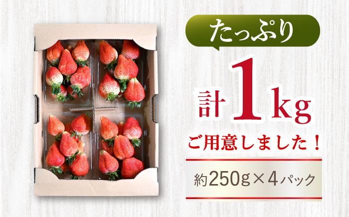 【先行予約】「訳あり」 ゆめのか（苺）計1kg（250g×4パック）＜川原農園＞ [CDR001] 長崎 西海市産 いちご 苺 イチゴ