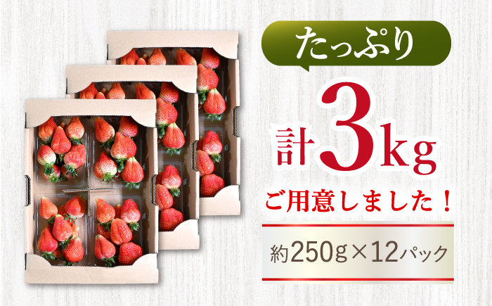 【先行予約】『訳あり』ゆめのか（苺）計3kg（250g×12パック）＜川原農園＞ [CDR006] 長崎 西海市 いちご 苺 イチゴ