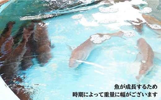 ※配達日時指定必須※【まぁ、キレイなサクラ色！】養殖タイ 1.5～1.8kg＜小山水産＞ [CDZ003]