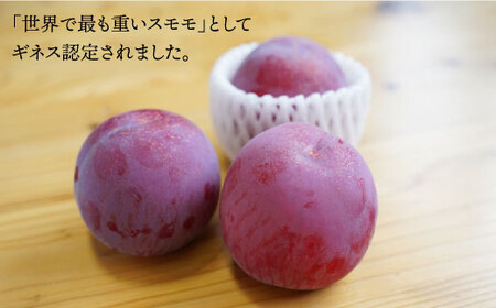 【 プラム の王様】【☆先行予約☆】 貴陽 （きよう）約2kg（13～15玉）＜竹嶋農園＞ [CEB002] すもも スモモ 桃 プラム 貴陽 果物 フルーツ