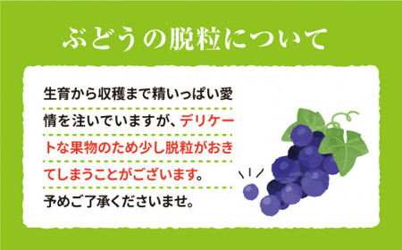 【数量限定】ぶどう4種詰め合わせ 約5キロ（8房）＜岡本　満博＞ [CEN008]