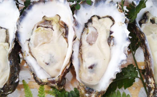 【数量限定】西海ブランド牡蠣 「ハマボウ」 約3kg（40～50個）（中～大サイズ）＜ハマフジ水産＞ [CES002]
