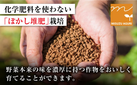 【2月上旬より順次発送】ミスズプレミアム トマト 「ルージュ」約1kg（9個）＜株式会社ミスズアグリ西海＞ [CFN001]