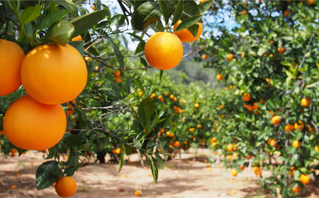 【高島屋選定品】【九州屋】【先行予約】原口 みかん 3kg（S～Lサイズ）限定数100 ＜高島屋＞ [CFQ055]