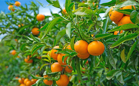 【高島屋選定品】【九州屋】【先行予約】味ロマン3kg（L～２Lサイズ）＜高島屋＞ [CFQ057] みかん