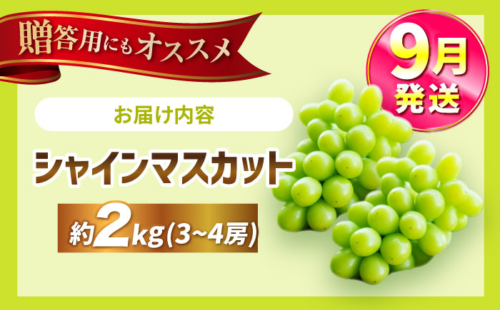 【2025年9月発送】 シャインマスカット 約2kg（3～4房）大粒 皮ごと 種なし＜濱崎農園＞ [CGN006]