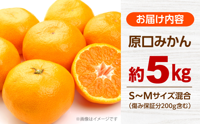 【数量限定】 原口みかん 約5kg（傷み保証分200g含む）＜田川農園＞ [CGR001]