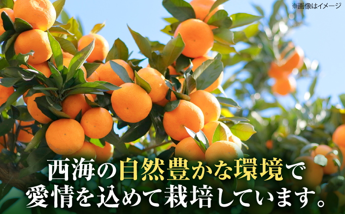【11月中旬より配送開始】 原口みかん 約5kg （S,Mサイズ混合）＜濱崎ファーム＞ [CGT002]