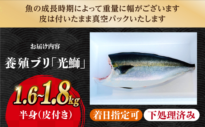 【呼子ノ瀬戸名物】養殖ブリ「光鰤」半身 皮付き 約1.6～1.8kg＜小山水産＞ [CDZ005]