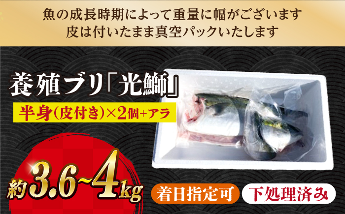 【呼子ノ瀬戸名物】養殖ブリ「光鰤」1本 皮付き 約3.6～4kg＜小山水産＞ [CDZ006]