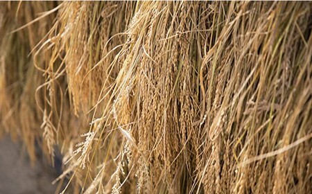 【2025年10月より発送】【月1回5kg×3回定期便】木村式自然栽培の 白米 ヒノヒカリ 計15kg＜ハマソウファーム＞ [CBR003]