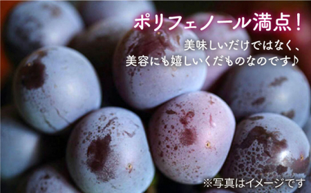 【訳あり小房】【ご家庭用におすすめ♪】井上ぶどう園厳選ブランド「ぶぶぶどう」ぶどう3色食べ比べ（1.5～2.0kg） [CCE008]