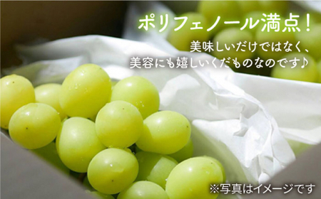 【訳あり小房】シャインマスカット2～3房（約1～1.5kg） [CCE009] シャインマスカット マスカット ぶどう