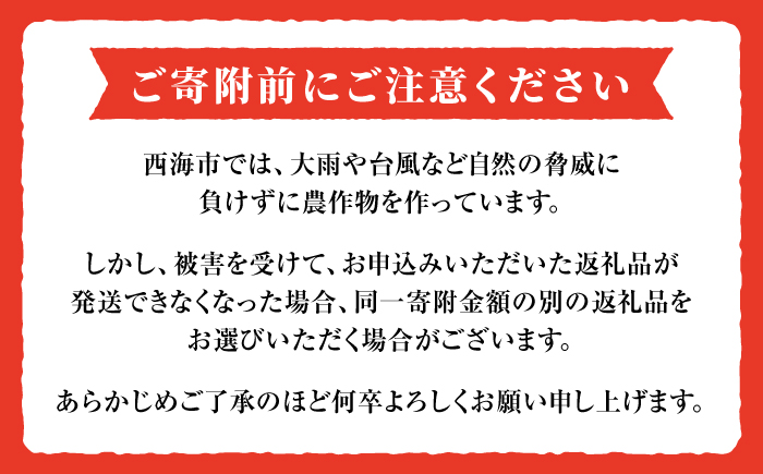 【2026年収穫分先行予約】【 訳あり 】糖度8度以上の果実！大島 トマト 約1.8kg＜大島造船所農産G＞ [CCK007]