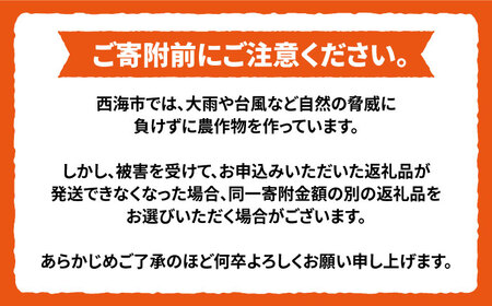 【3月より順次発送】【春柑橘】不知火（しらぬい）約6.5～7kg＜川添みかん園＞ [CCT010] みかん
