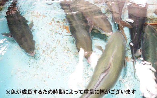 ※配達日時指定必須※【呼子ノ瀬戸名物】養殖ブリ「光鰤」1本（刺身用）3.8～4.0kg＜小山水産＞ [CDZ002]