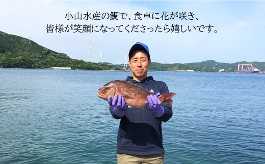 ※配達日時指定必須※【まぁ、キレイなサクラ色！】養殖タイ 1.5～1.8kg＜小山水産＞ [CDZ003]