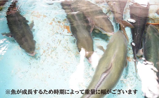 ※配達日時指定必須※呼子ノ瀬戸名物の養殖ブリ「光鰤」とキレイなサクラ色の養殖タイ＜小山水産＞ [CDZ004]