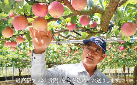 【 プラム の王様】【☆先行予約☆】 貴陽 （きよう）約2kg（13～15玉）＜竹嶋農園＞ [CEB002] すもも スモモ 桃 プラム 貴陽 果物 フルーツ