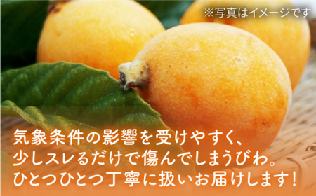 【5月上旬より順次発送】 びわ 2Lサイズ 24玉（約1kg～1.5kg）＜代田浩人＞ [CEO001]